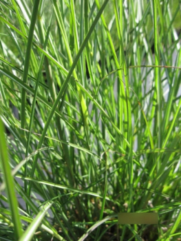 Miscanthus sinensis Yaku Jima 2
